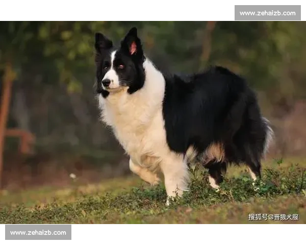 边牧犬竞技比赛精彩纷呈 展现智慧与默契的完美结合